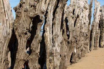 Big breakwater, 3000 trunks to defend the city from the tides  in Saint-Malo, Ille-et-Vilaine,...