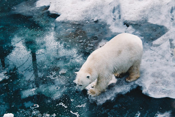 A beautiful white polar bear walk on ice floe in arctic waters. Polar bear mother. Ursus maritimus White animal in the nature habitat. Big Polar bear on the pack ice. Close-up. © Anastasia Sokolova