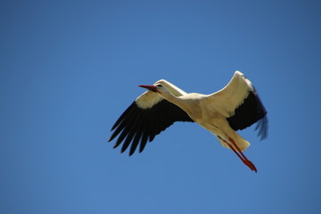 Storch im Flug