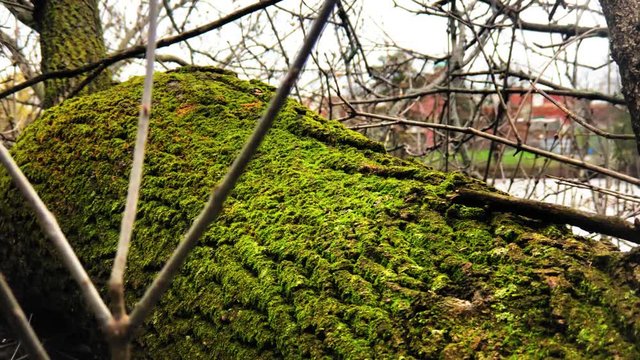 Bright green moss on a tree beside the flooded Ottawa River 2019.