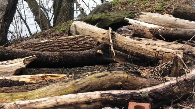 Sticks and wood on the ground creating a dam to block waters from reaching the roadway near Ottawa Ontario during the 2019 flood.