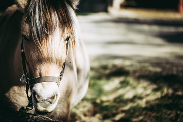 Cheval dans un centre équestre © PicsArt