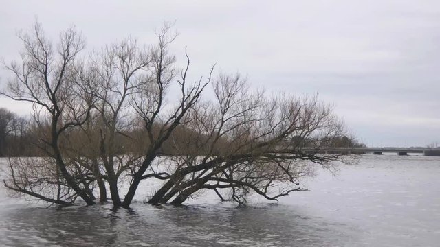 Tree submerged in Ottawa Flood Waters near Champlain Bridge.