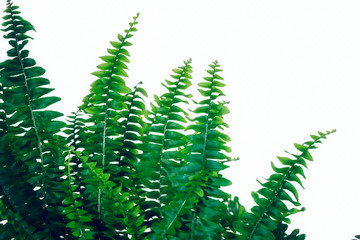 Studio photo shoot of a Nephrolepis exaltata 