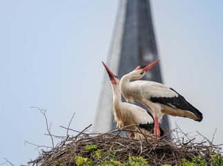 Störche im Elsass, Frankreich Klapperstorch Paar im Nest mit Kirchturm Portrait