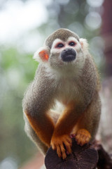 Squirrel Monkey Climbing trees in nature.