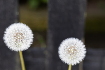 Abstract Dreamy White Dandelion Flowers. Blurred Background with Copy Space. 