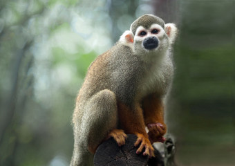 Naklejka na ściany i meble Squirrel Monkey Climbing trees in nature.