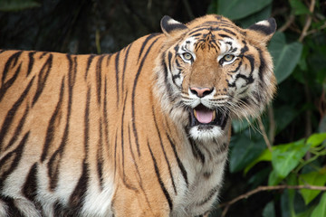 Fototapeta na wymiar The tiger stood staring .