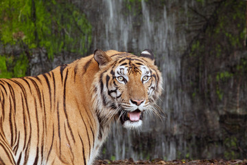 The tiger stood staring.