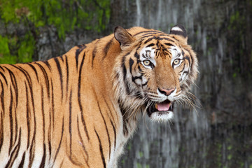 The tiger stood staring.