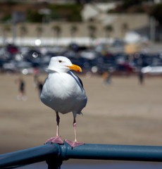 Seagull on Metal Railing Looking at Camera