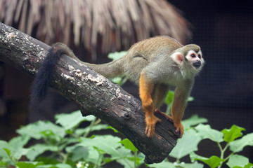 Squirrel Monkey Climbing trees in nature.