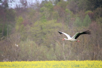 fliegender Storch