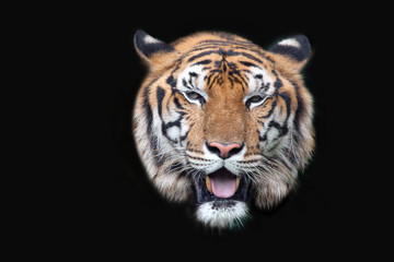 Tiger face on black background.