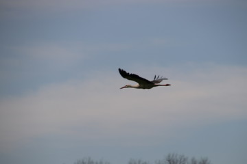 fliegender Storch