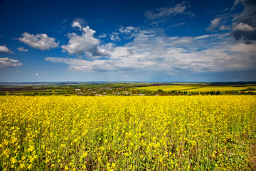 Obraz premium Beautiful fields of Bright yellow wild flowers. Summer. Winter cress. Barbarea.