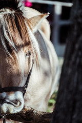 Close up sur l'oeil d'un cheval marron © PicsArt
