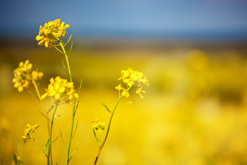 Obraz premium Beautiful fields of Bright yellow wild flowers. Summer. Winter cress. Barbarea.