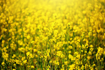 Beautiful fields of Bright yellow wild flowers. Summer. Winter cress. Barbarea.