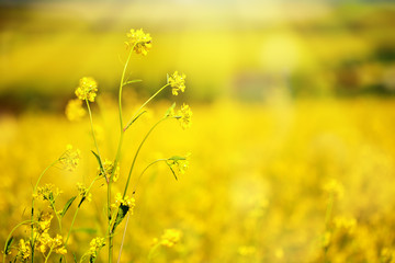 Beautiful fields of Bright yellow wild flowers. Summer. Winter cress. Barbarea.