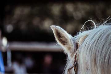 Close up sur l'oreille d'un cheval blanc