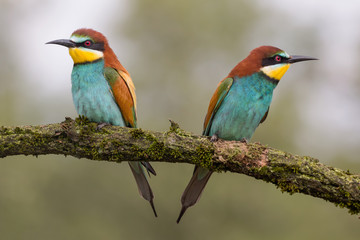 Portrait of engaged couple, the wonderful bee eaters (Merops apiaster)