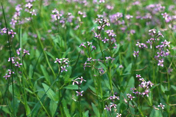 flowers in the field after rain on a blurred background with drops of dew on the petals and a butterfly