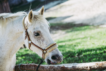 Cheval blanc © PicsArt