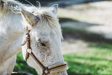 Portrait d'un cheval blanc © PicsArt