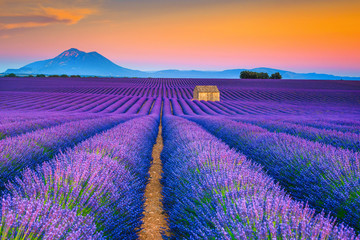 Naklejka na ściany i meble Wonderful summer landscape with lavender fields in Provence, Valensole, France