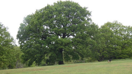 Oak (Duir) reaching out to embrace the day