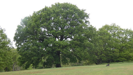 Oak (Duir) reaching out to embrace the day