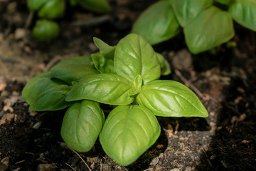 Basilico