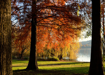 autumn in the park