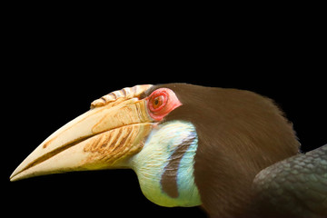 Hornbill isolated on black background