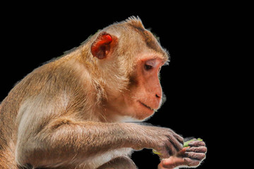 Crab-eating Macaque isolated on black background - Powered by Adobe