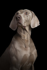 Studio portrait of a Weimaraner dog on a black background