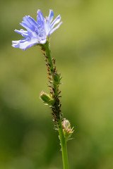 Lots of aphid on chicory stalk with blue flower