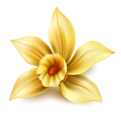 Realistic vanilla flower. Vector yellow orchid, daffodil or narcissus blossom. Aromatic flavor, natural condiment. 3d natural floral for summer design.