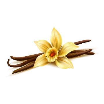 Realistic vanilla flower with dry sticks. Vector yellow orchid blossom with vanilla pod beans. Aromatic flavor, natural condiment. Delicious cooking ingredient. 3d indian seasoning illustration