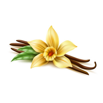 Realistic vanilla flower with dry sticks, green leaves. Vector yellow orchid blossom with vanilla pod beans. Aromatic flavor, natural condiment. Delicious cooking ingredient. 3d indian seasoning