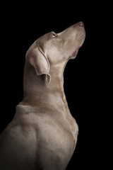 Studio portrait of a Weimaraner dog on a black background