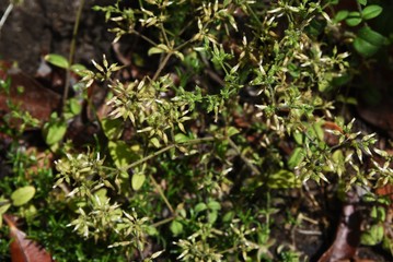 Cerastium glomeratum