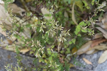Cerastium glomeratum