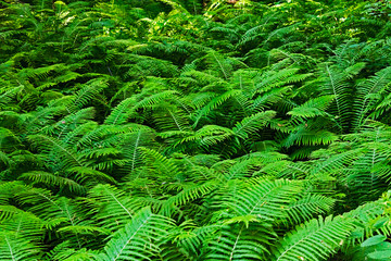 green bracken bushes in the forest on a summer day