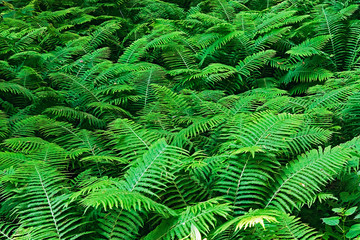 Fototapeta na wymiar green bracken bushes in the forest on a summer day