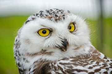 Portrait of a Snowy Owl (Bubo Scandiacus)