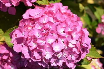 アジサイ マダム・プラムコック