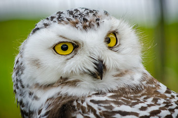 Portrait of a Snowy Owl (Bubo Scandiacus)